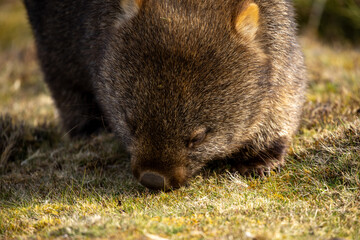 The bare-nosed wombat, also known as the common wombat, is the world's largest burrowing herbivorous mammal. 
