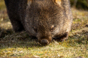The bare-nosed wombat, also known as the common wombat, is the world's largest burrowing...