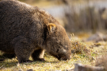 Naklejka premium The bare-nosed wombat, also known as the common wombat, is the world's largest burrowing herbivorous mammal. 