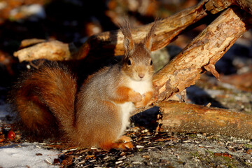 Squirrel