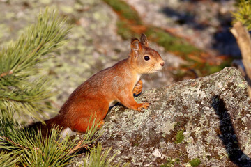 Squirrel