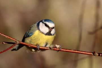 Fototapeta premium Blue tit