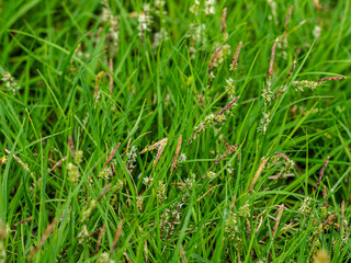 Braunsegge - Carex nigra
