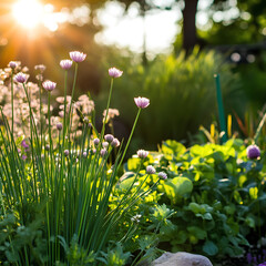 Fototapeta premium serene garden scene of herbs like chives and cilantro growing in natural sunlight