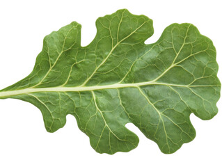 Naklejka premium Isolated Green Leaf