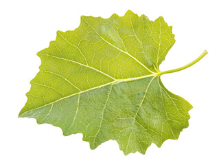Isolated Light Green Leaf