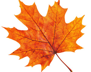 Obraz premium Isolated Orange Maple Leaf
