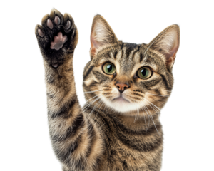 Isolated Cat Raising Paw