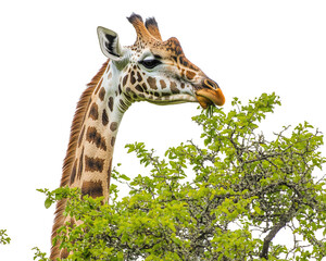 Obraz premium Isolated Giraffe Eating Leaves