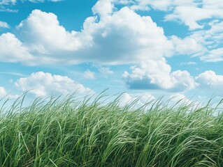 Fototapeta premium A bright blue sky with white clouds above a green grass field, . The background is clean and simple, creating an atmosphere of tranquility and beauty.