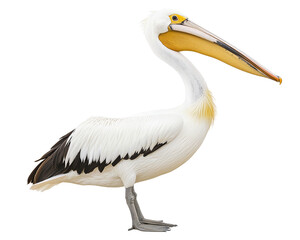 Fototapeta premium Isolated White Pelican Standing