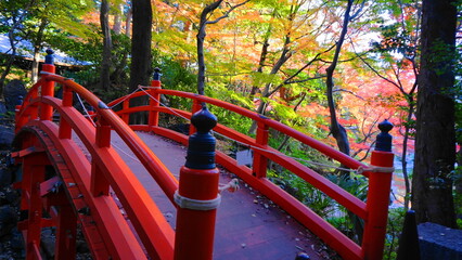 秋の小石川後楽園

