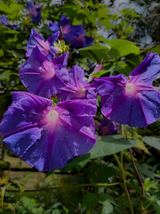Morning Glory Flower with Water Droplets in a Natural Background