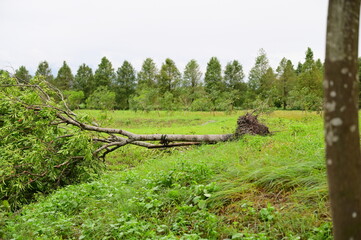 The aftermath of a storm: an uprooted tree on a park lawn, with bald cypress trees offering a tranquil contrast to nature's fury.