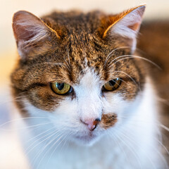 Portrait de chat