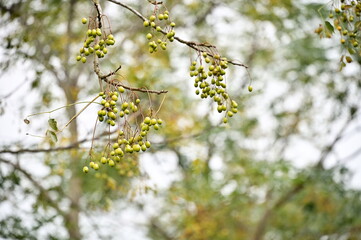 Chinaberry trees, resilient and versatile, offer golden fruits, fragrant flowers, and robust wood, thriving in diverse landscapes and enriching Taiwan's ecology.