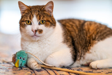 Portrait de chat