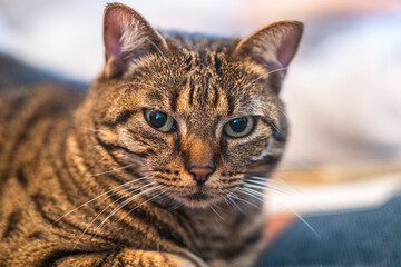 Portrait de chat