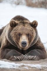A close-up of a bear resting on the ground in a snowy environment.