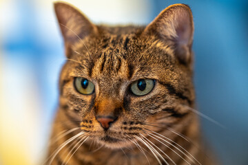 Portrait de chat