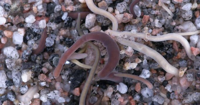Colony of different Nemertea worms: Amphiporus lactifloreus, Lineus ruber, Lineus viridis. Predators, visible as they burrow into sandy silt and move in it. White Sea