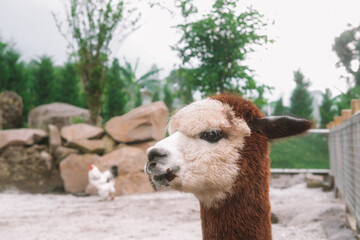 Close-up portrait of cute funny fluffy brown alpaca on a farm in the mountains, she looks around...