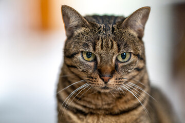 Portrait de chat
