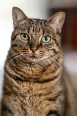 Portrait de chat