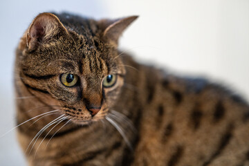 Portrait de chat
