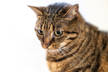 Portrait de chat