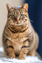 Portrait de chat
