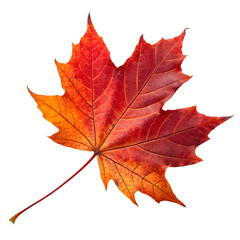 Fototapeta premium red maple leaf