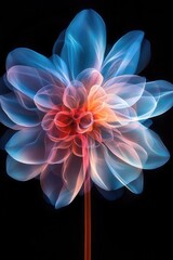 Flower on Black Background,