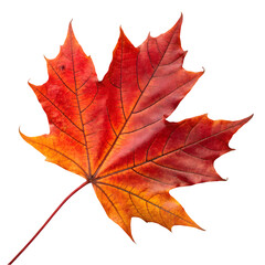 red maple leaf