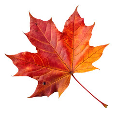 Obraz premium red maple leaf