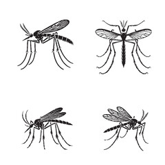 Detailed Silhouette of a Long-legged Crane Fly Isolated on White Background in Monochrome