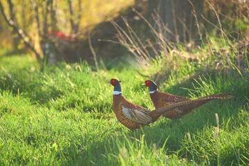 Male pheasants in green field during sunny weather