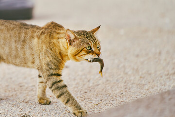 Cat outdoors carrying a fish in its mouth