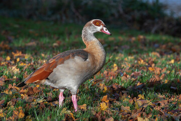 Autumn portrait of an adult Nile or Egyptian goose  (Alopochen aegyptiaca) on the shore of a pond