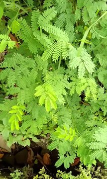 This is video footage of Malu Putri Grass, suitable for YouTube content videos, cinematic videos, video clips, short films, YouTube films, shorts and others.