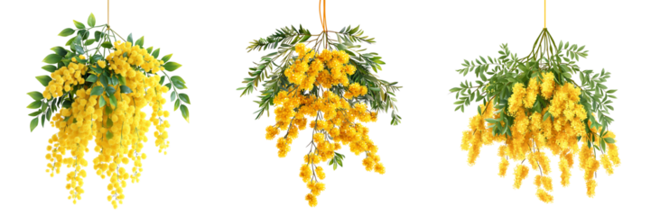 Set of yellow mimosa flowers with green leaves, isolated on a transparent background.