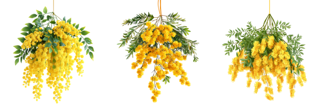Set of yellow mimosa flowers with green leaves, isolated on a transparent background.
