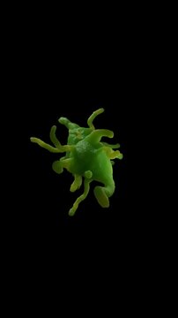 Amoeba proteus protozoan. This freshwater single-celled organism feeds on bacteria and smaller protozoa