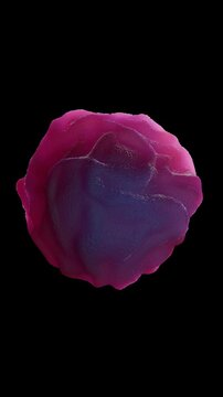 Bone cells, or osseous cells, are the fundamental living units within bone tissue. There are several types, each with a specific role in bone formation, maintenance, and remodeling