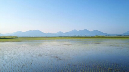 Serene landscape featuring rice fields and distant mountains under a clear sky.
