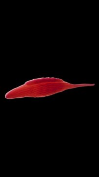 Euglena gracilis is a single-celled eukaryotic alga commonly found in freshwater environments. It's a fascinating organism because it exhibits characteristics of both plants and animals