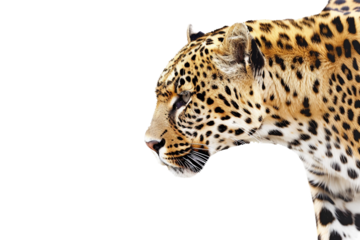 Fierce Leopard in Full Stature with Spots Isolated on Transparent Background