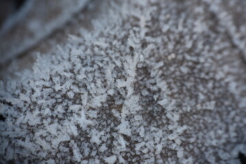close up of a frozen leaf