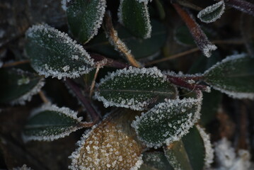 frost on a leaf