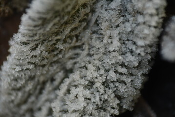 lichen on stone